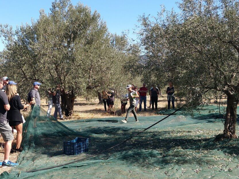 The tour guide explains the olive harvesting process to the visitors